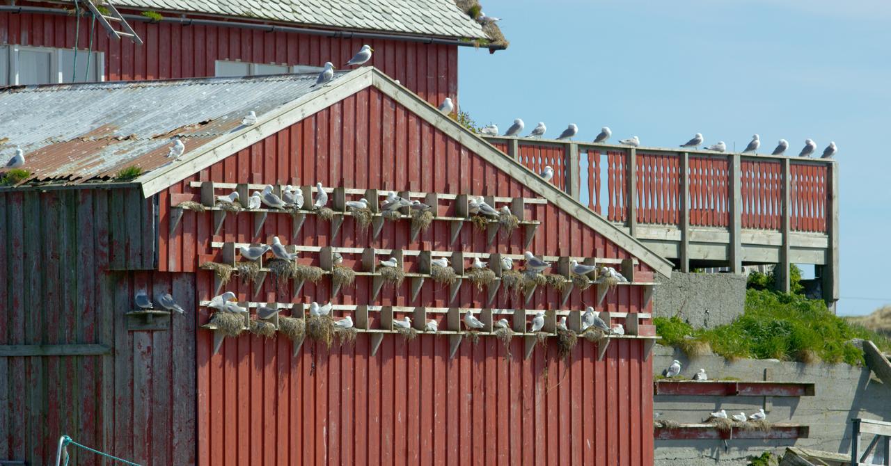 Fiskarheimen Havly, Rost Hotel Eksteriør billede